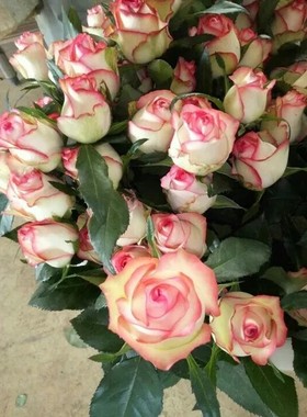 艾莎  朱米莉亚  进口新品切花  大花月季  盆栽地栽绿色植物