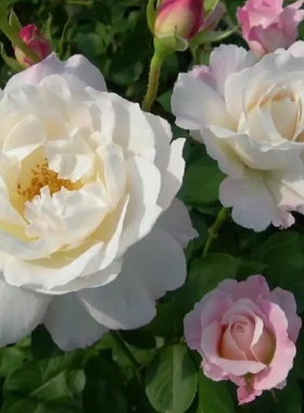 一加仑扦插中苗天宫公主原土原盆发货