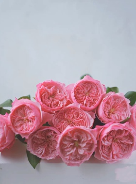 一加仑 凯丽 原盆原土发货