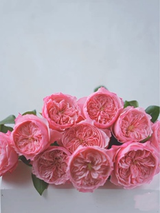 一加仑 凯丽 原盆原土发货