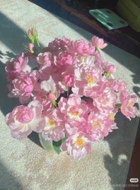 一加仑扦插中苗斯卡布罗集市月季花苗 颜色温柔半重瓣原土原盆发