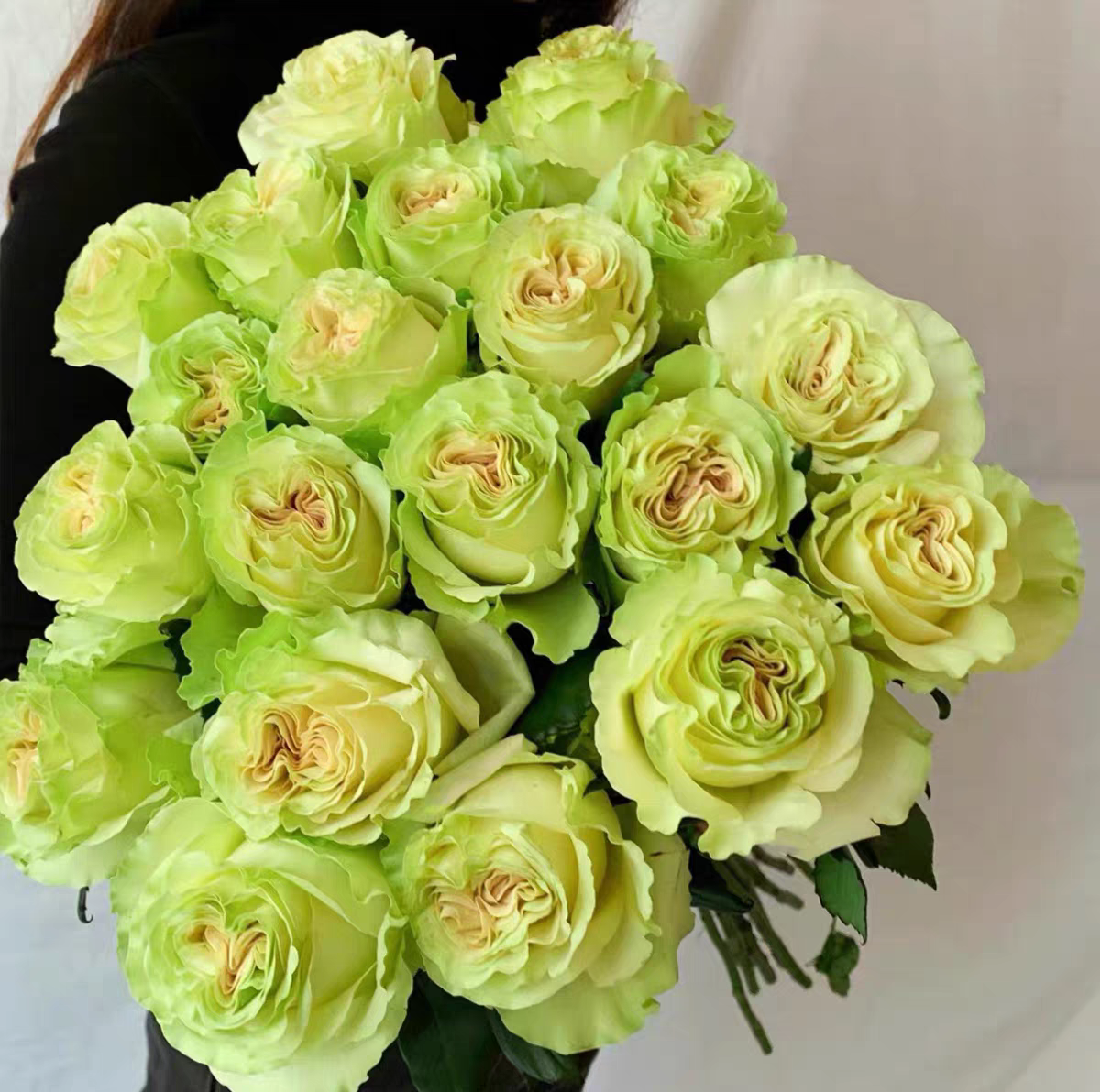 琉璃翠小苗 肯尼亚超新品进口切花卷心大花月季抗病绿植盆栽阳台