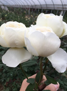 系列新款伊芙婚礼之路月季花苗强香包子盆栽花卉直立丰花掌柜推荐