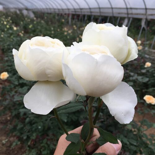 伊芙新款之路包子掌柜推荐盆栽