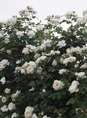 藤本月季 天堂小苗带土发货 抗病 适合新手 盆栽地栽绿植花卉