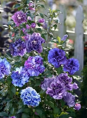 木槿紫玉灌木花卉盆栽植物好养窗台阳台新品推荐