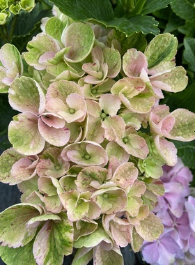 绣球花甜蜜幻想（不保证上条纹）观赏花卉庭院阳台绿植盆栽带营养