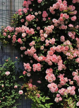 藤本樱霞小苗开花机器会矮枝开花长势快花量很大抗病性好带土发货