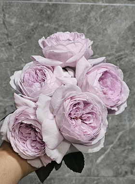 一加仑扦插中苗夜光杯原土原盆发货可盆栽或地栽庭院