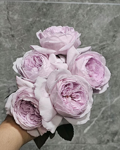 一加仑扦插中苗夜光杯原土原盆发货可盆栽或地栽庭院