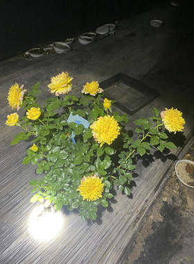 一加仑扦插中苗烟花波浪原土原盆发货