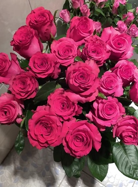 一加仑弗洛伊德原盆原土发货