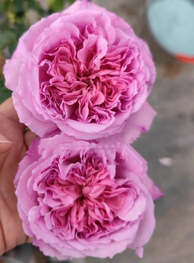 一加仑扦插中苗海伦月季花苗浓香 原土原盆发货包邮