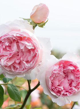 威基伍德粉伍德进口奥斯汀大花灌木月季花苗浓香抗病阳台盆栽花卉