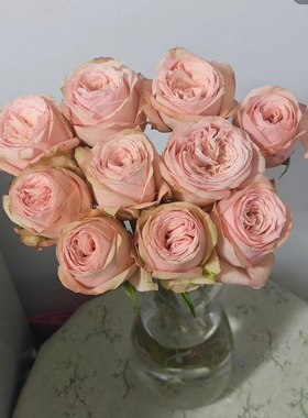 帝王系列粉包子流星花园小苗盆栽地栽多季节开花带土发货