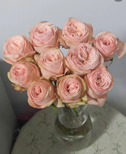 帝王系列粉包子流星花园小苗盆栽地栽多季节开花带土发货