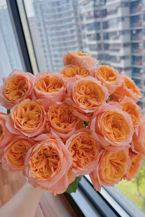 一加仑扦插中苗入梦奥斯汀花型原土原盆发货