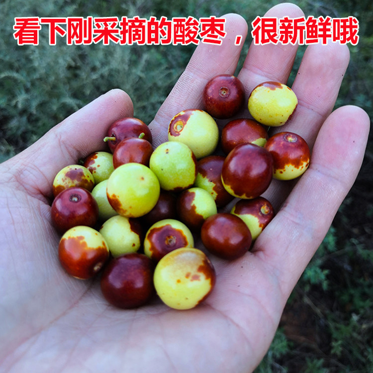 野生新鲜酸枣小酸枣野枣山枣大山手工采摘孕妇儿童山东现摘现发