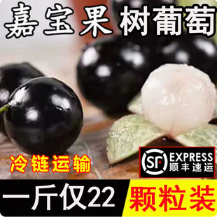 【高端】现摘沙巴嘉宝果新鲜孕妇水果大果树葡萄鲜果稀有加宝果