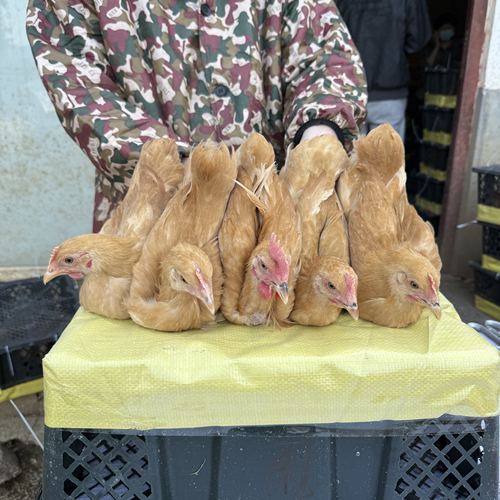 两个月的湘黄鸡花苞尾宠物鸡