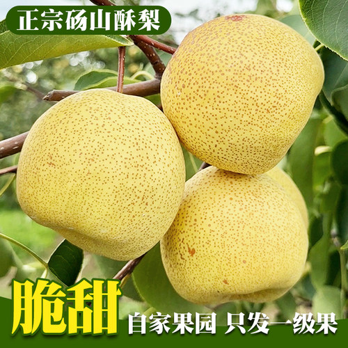 正宗砀山酥梨当天采摘皮薄酥脆