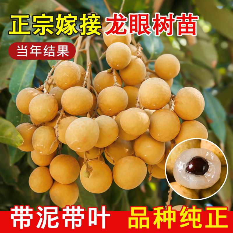特大龙眼树苗四季种植当年结果
