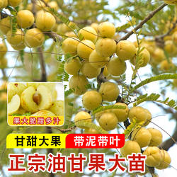 油甘果苗潮汕嫁接崩坎狮头甜种油甘柿饼甜油柑果树苗牛甘果苗红皮