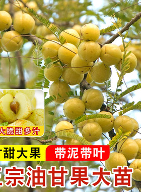 油甘果苗潮汕嫁接崩坎狮头甜种油甘柿饼甜油柑果树苗牛甘果苗红皮