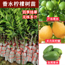 香水柠檬树苗盆栽地栽四季结果无核青柠檬苗室内庭院种植当年结果