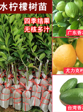 香水柠檬树苗盆栽地栽四季结果无核青柠檬苗室内庭院种植当年结果