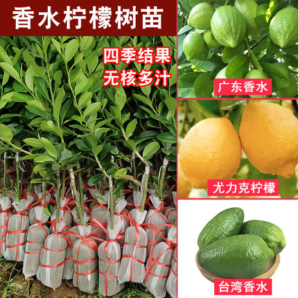 香水柠檬树苗盆栽地栽四季结果无核青柠檬苗室内庭院种植当年结果