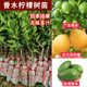 香水柠檬树苗盆栽地栽四季 结果无核青柠檬苗室内庭院种植当年结果