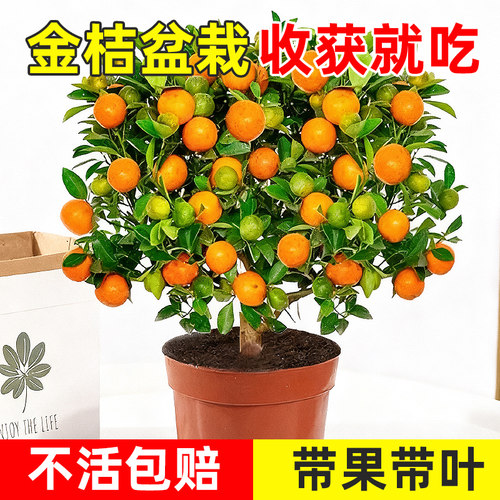 金桔树树苗广西脆皮果树盆栽无籽橘子果苗四季脆蜜砂糖橘可吃食用