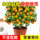 金桔树树苗广西脆皮果树盆栽无籽橘子果苗四季 脆蜜砂糖橘可吃食用
