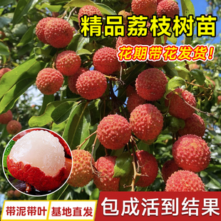 荔枝树苖无核桂味果树盆栽妃子笑嫁接水果树苗糯米糍果苗当年结果