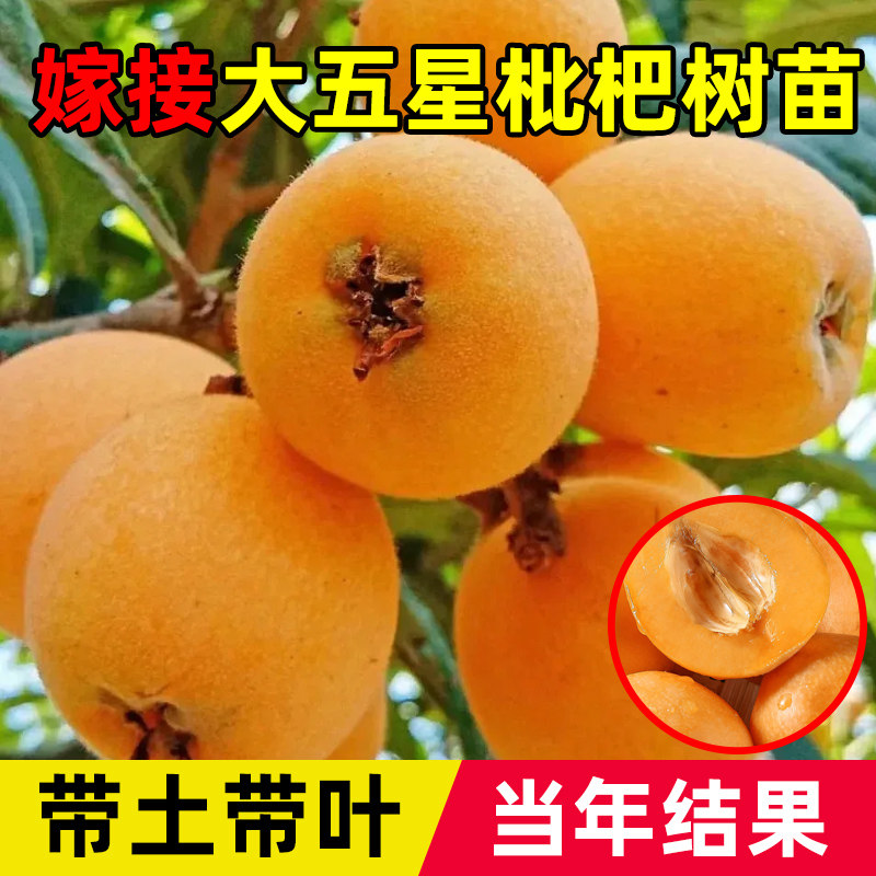 大五星枇杷苗树无核琵琶果树苗嫁接苗盆栽南方水果树果苗大果种植,鲜花速递/花卉仿真/绿植园艺,果树,淘宝优惠券,粉丝福利购,淘宝优惠卷