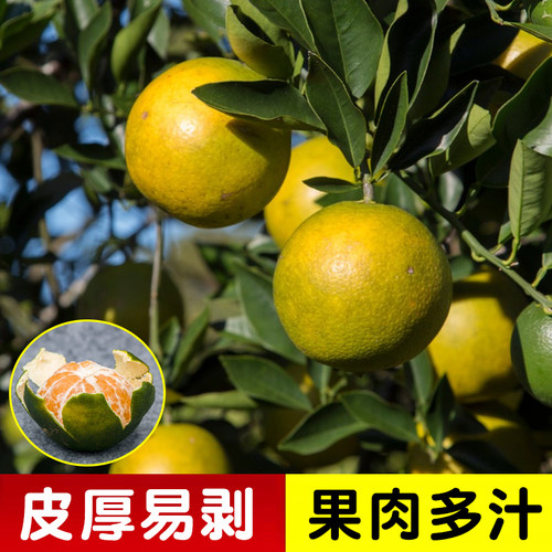正宗新会陈皮柑树苗包成活包结果
