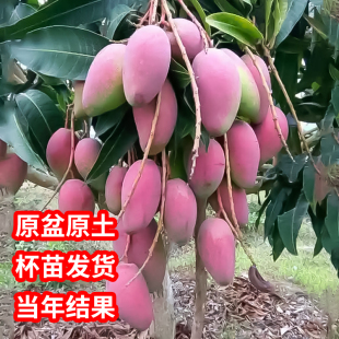 芒果树苗正宗嫁接金煌芒四季芒果苗树当年结果庭院盆栽杯苗发货