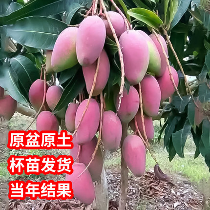 芒果树苗正宗嫁接金煌芒四季芒果苗树当年结果庭院盆栽杯苗发货