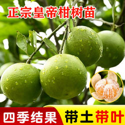 正宗皇帝柑树苗嫁接德庆贡柑树苗南北方盆栽地栽庭院种植当年结果