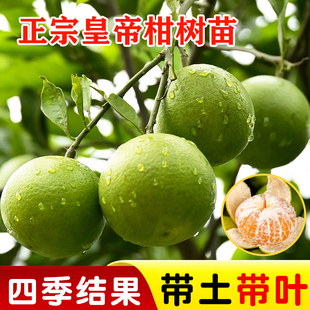 正宗皇帝柑树苗嫁接德庆贡柑树苗南北方盆栽地栽庭院种植当年结果