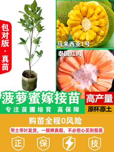 菠萝蜜树树苗嫁接泰国红肉干苞泰国四季榴莲蜜菠萝蜜树苗庭院盆栽