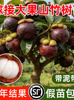 泰国黄金山竹树苗杯苗南方北方种植四季山竹果苗盆栽地栽当年结果