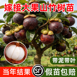 泰国黄金山竹树苗杯苗南方北方种植四季山竹果苗盆栽地栽当年结果