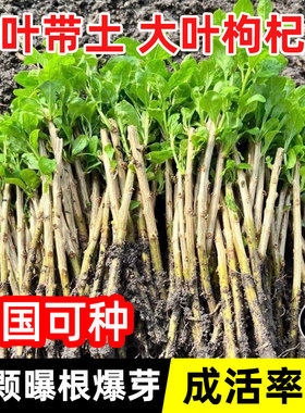 枸杞树苗食用大叶枸杞子树菜种植苗老桩根绿植室内盆栽景四季好养