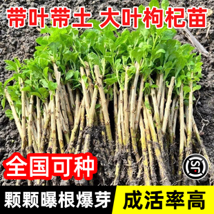 枸杞树苗食用大叶枸杞子树菜种植苗老桩根绿植室内盆栽景四季好养