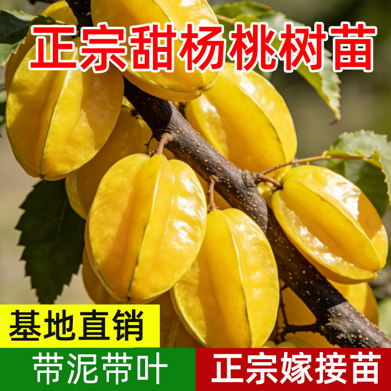 杨桃树果苗嫁接台湾甜杨桃树苗四季结果可庭院地栽盆栽特大果树苗