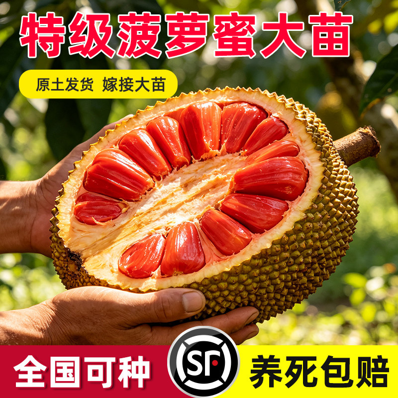正宗菠萝蜜树嫁接印尼红肉泰国干苞海南四季榴莲蜜木菠萝蜜果树苗