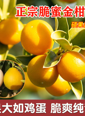 脆蜜金桔树苗脆蜜金柑树苗包成活