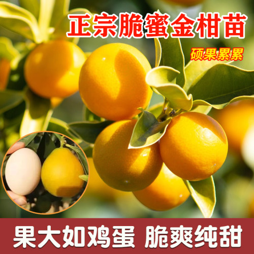 脆蜜金桔树苗脆蜜金柑树苗包成活
